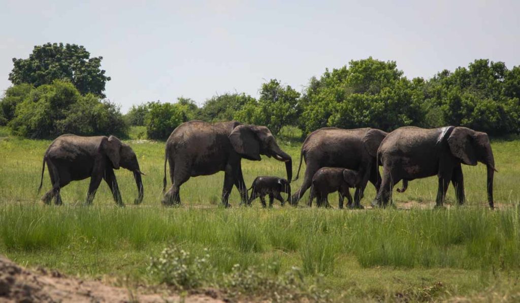 Zambezi-Queen-elephant-herd-with-babies