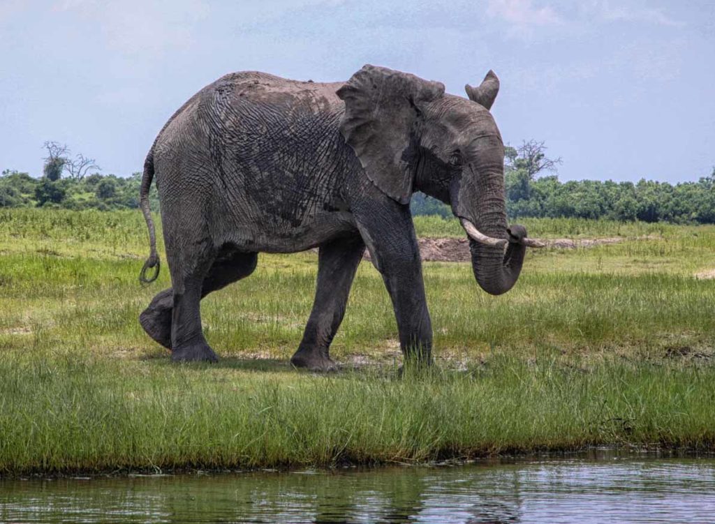 elephant-by-chobe-riverbank