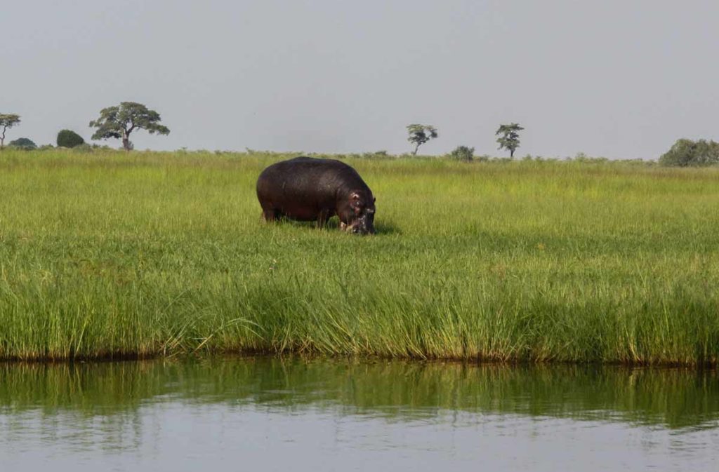 Zambezi-Queen-chobe-river-hippo-in-grasses