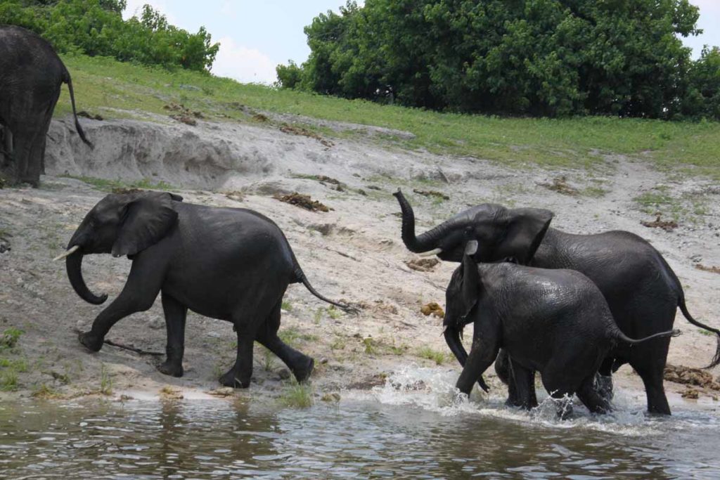 Zambezi-Queen-elephants-leaving-river