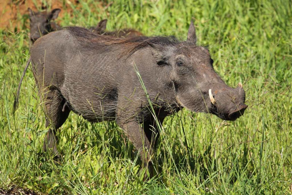 Chobe-national-park-warthog