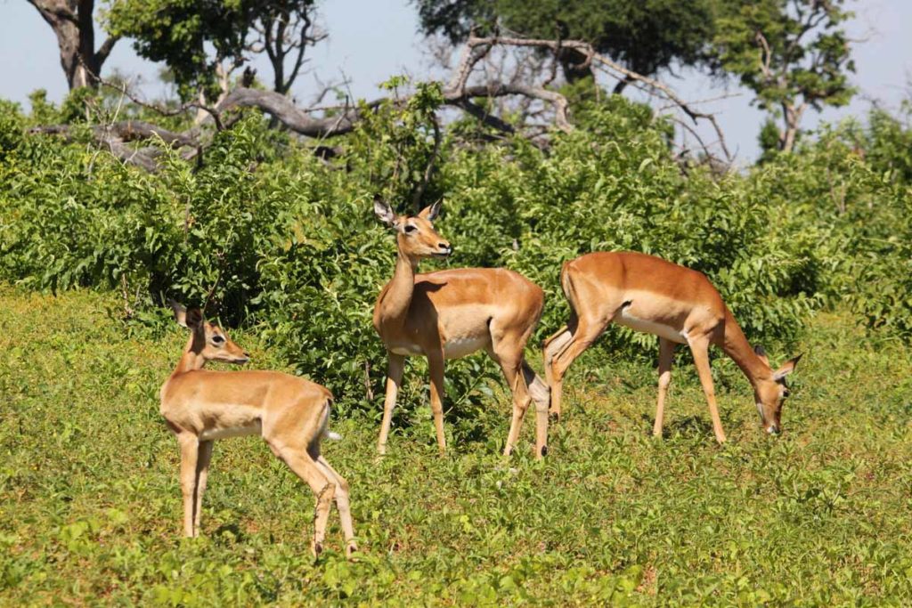 Chobe-national-park-impalas