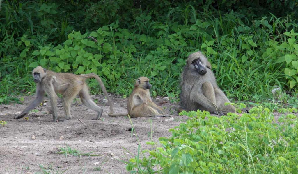 Chobe-national-park-baboon-family