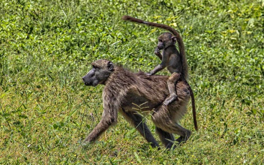 Chobe-national-park-baboon-mother-baby-on-back