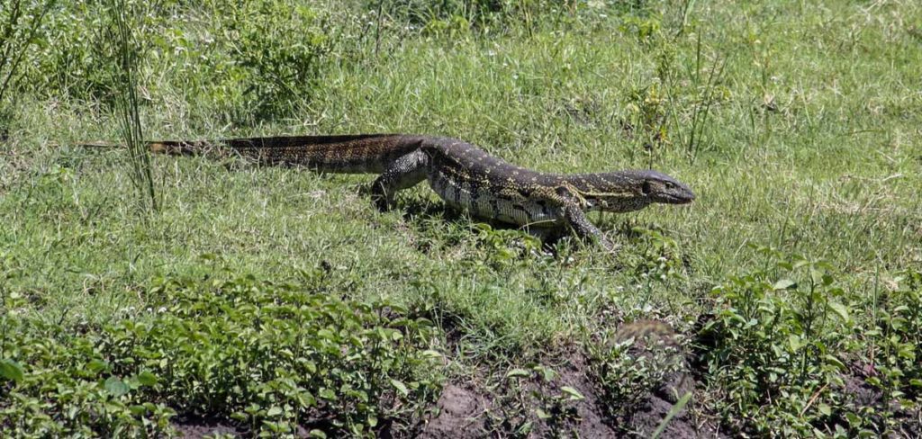Chobe-national-park-monitor-lizard