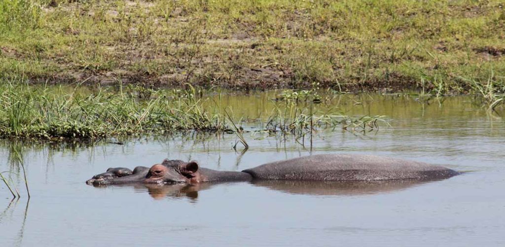 Chobe-national-park-hippo-in-water