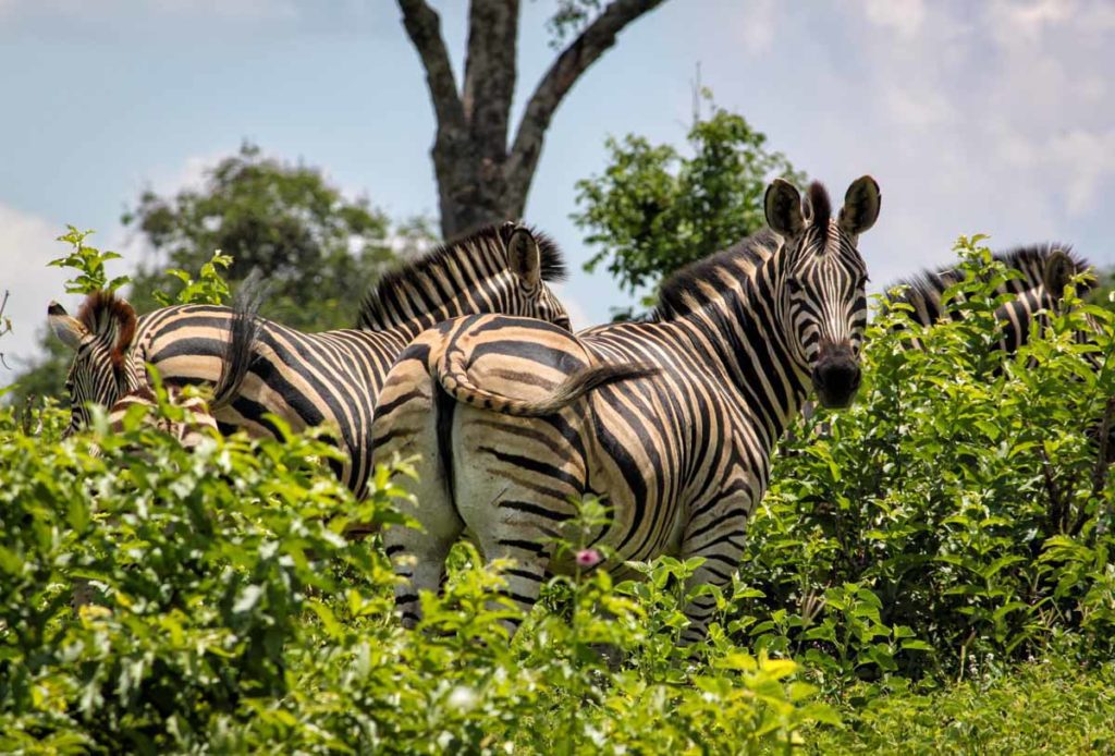 Chobe-national-park-zebras