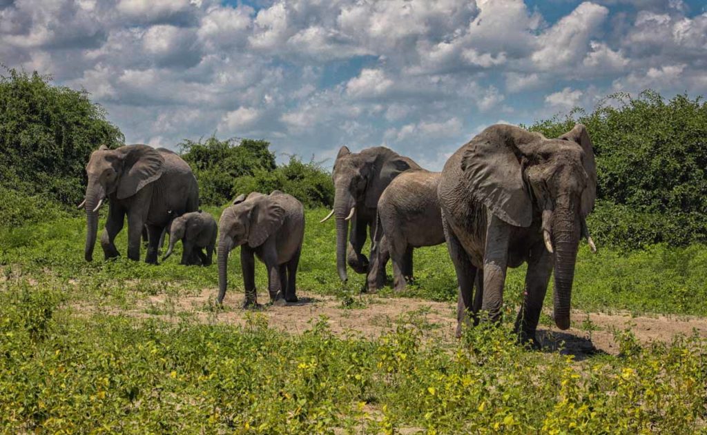 Chobe-national-park-elephant-herd