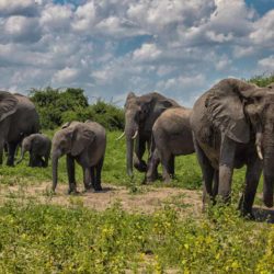 Chobe-national-park-elephant-herd