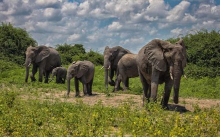 Chobe-national-park-elephant-herd