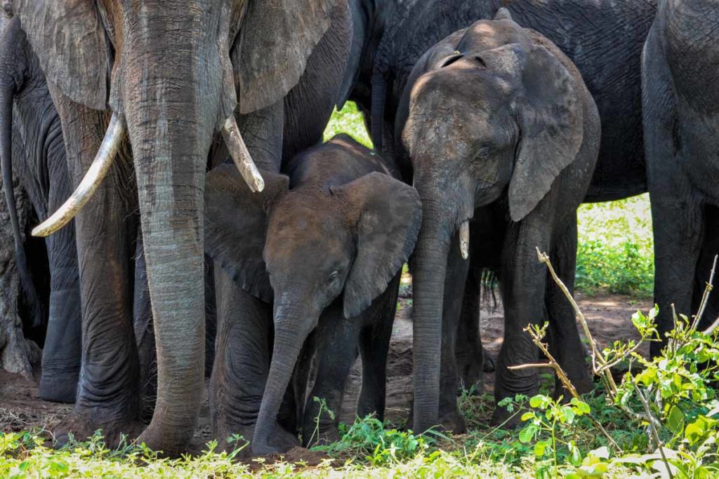 Chobe-national-park-elephant-mother-with-babies