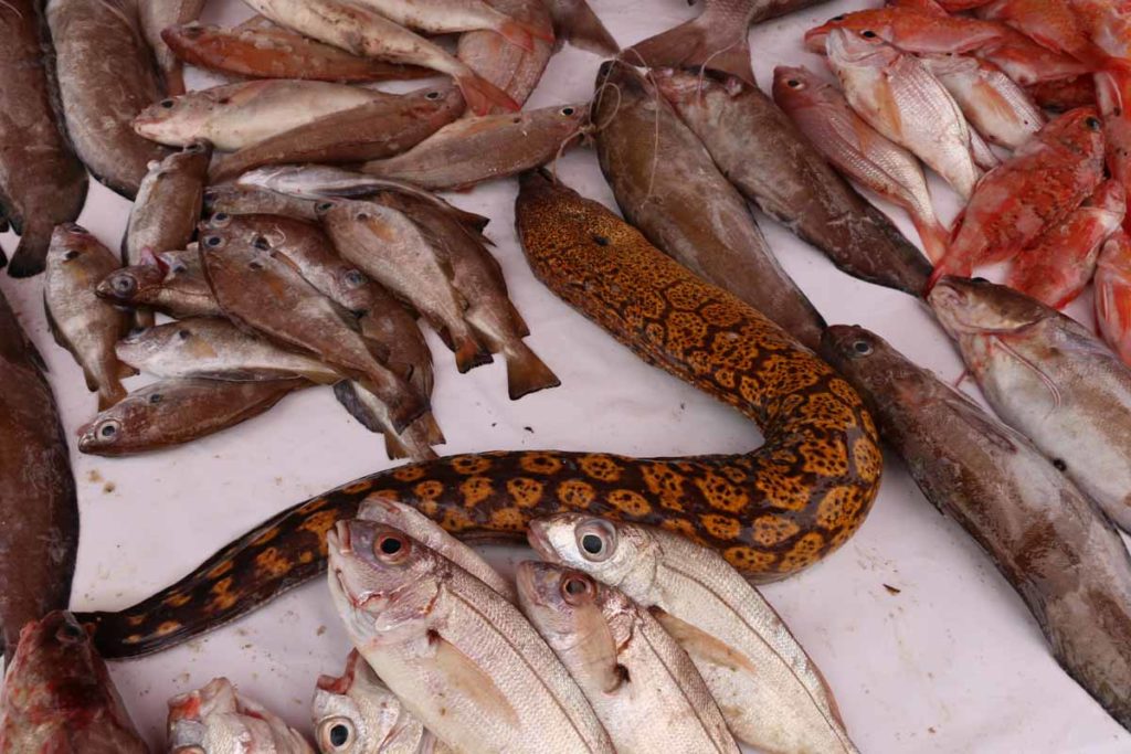 Morocco-Essaouira-fishing-port