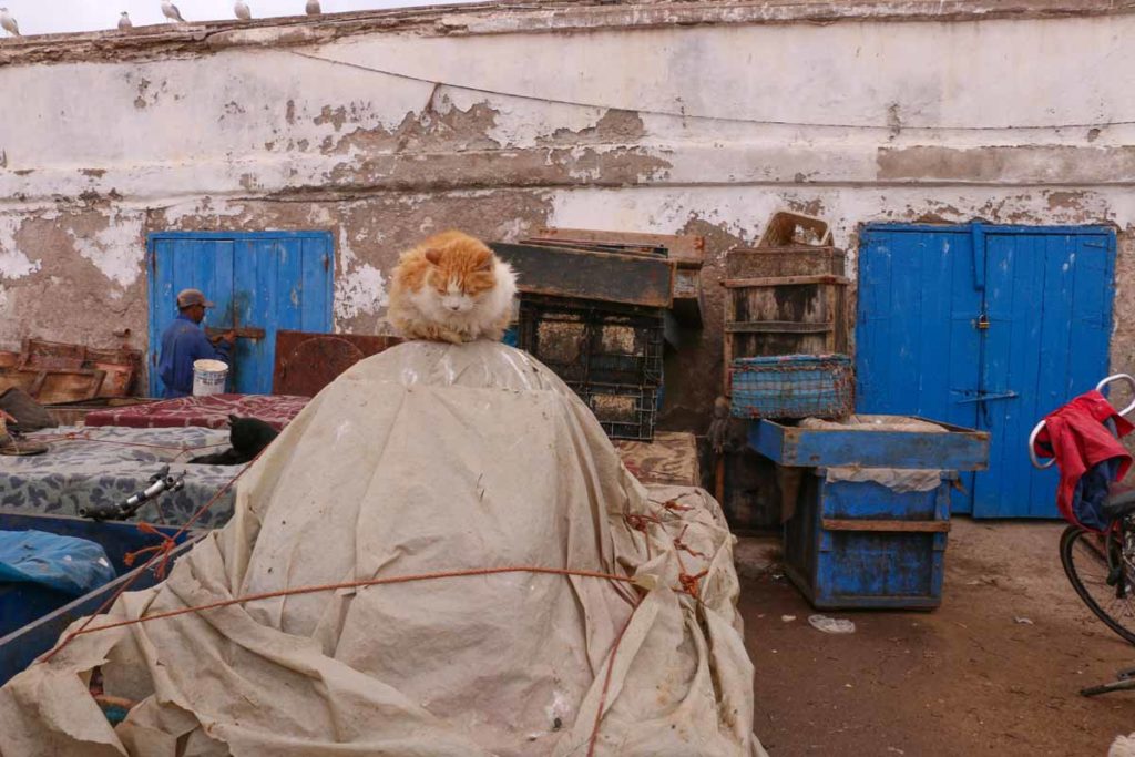 Morocco-Essaouira-fishing-port-cat