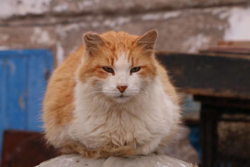 Morocco-Essaouira-fishing-port-cat