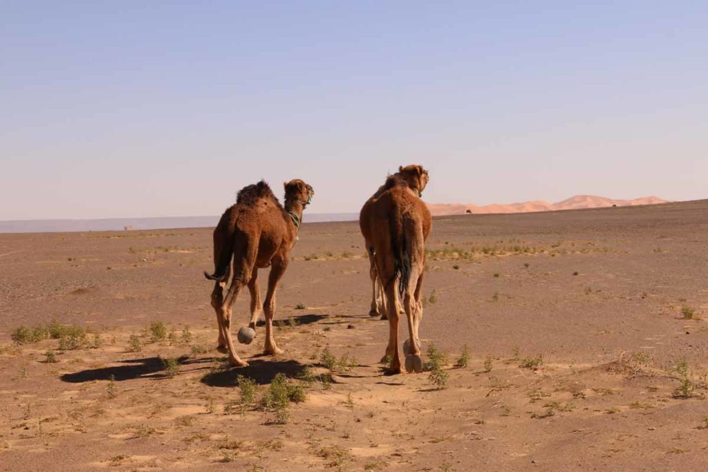 Morocco-Sahara-camels