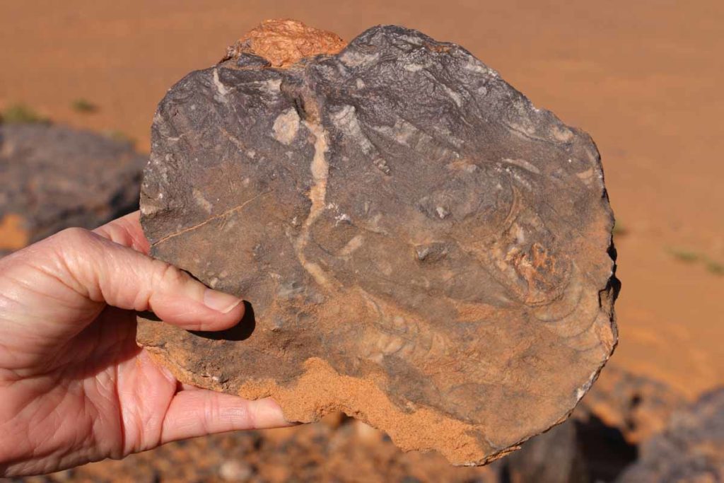 morocco-sahara-fossil-hunt