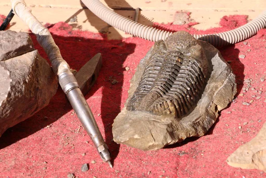 morocco-sahara-fossil-trilobite