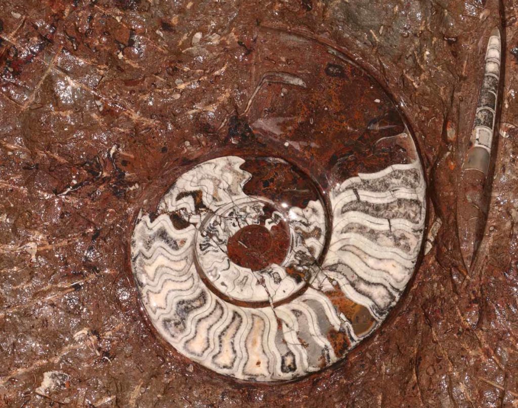 morocco-sahara-fossil-ammonite
