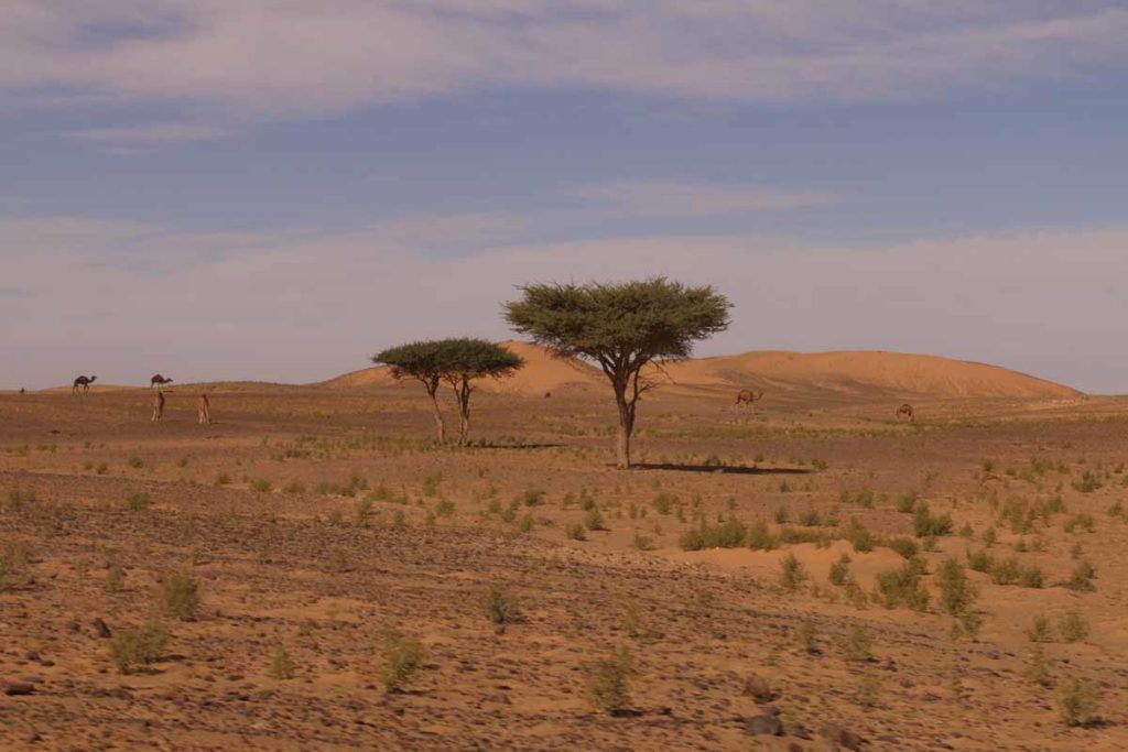 morocco-sahara-desert-landscape-trees