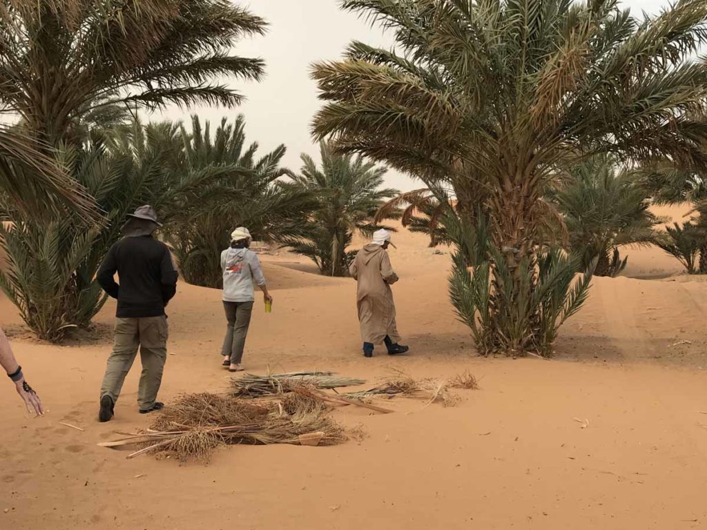 morocco-sahara-date-palm-farm