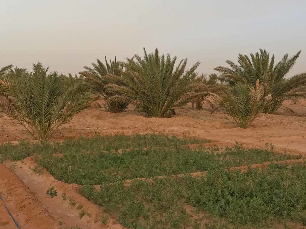 morocco-sahara-date-palm-farm