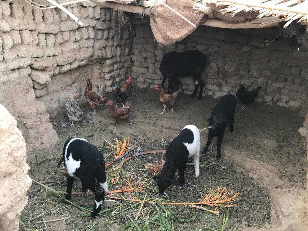 morocco-sahara-farm-animals