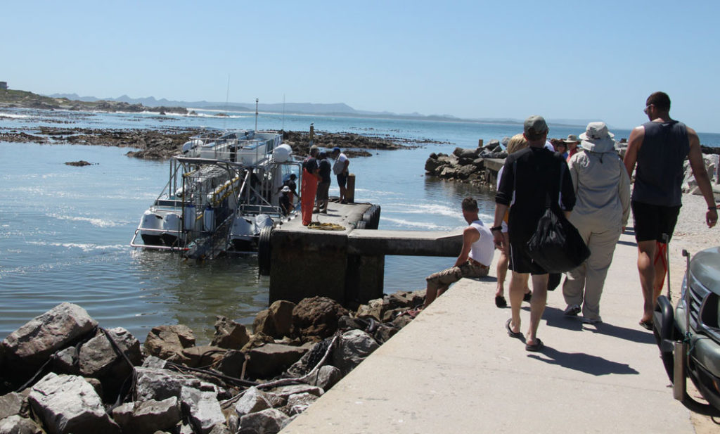 shark-cage-diving-gansbaai-south-africa