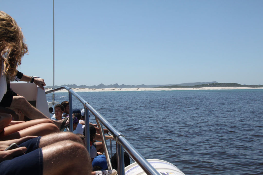 shark-cage-diving-gansbaai-south-africa