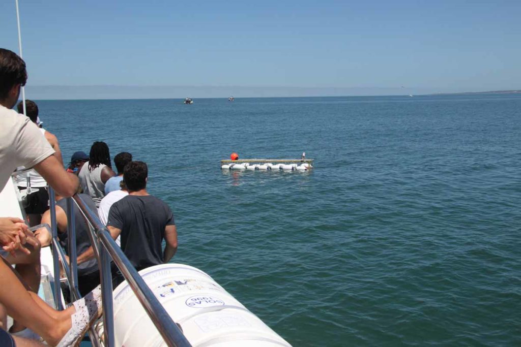 shark-cage-diving-gansbaai-south-africa