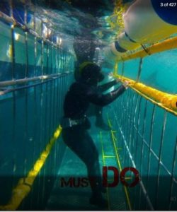 shark-cage-diving-gansbaai-south-africa