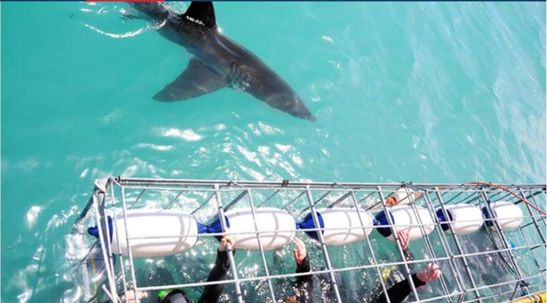 shark-cage-diving-gansbaai-south-africa