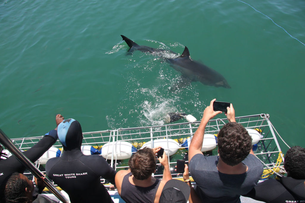shark-cage-diving-gansbaai-south-africa