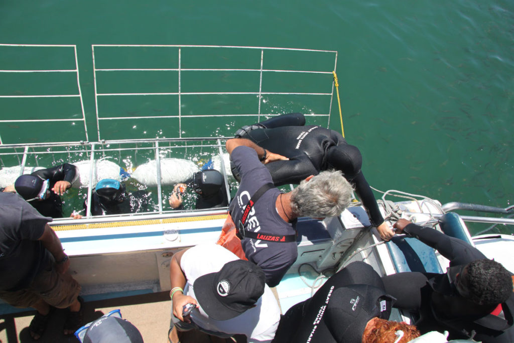 shark-cage-diving-gansbaai-south-africa