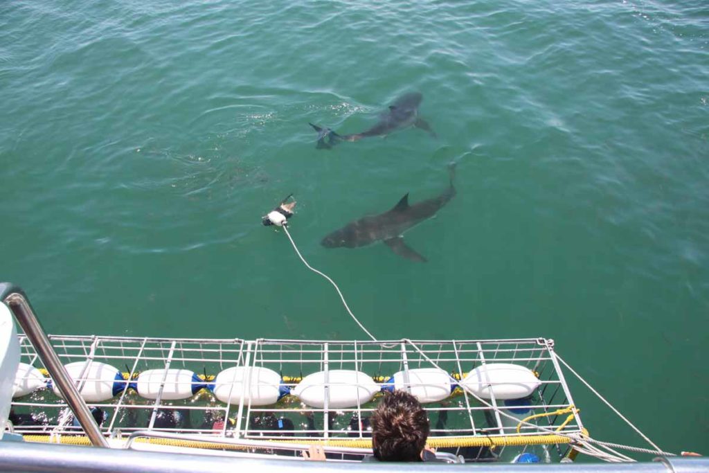 shark-cage-diving-gansbaai-south-africa