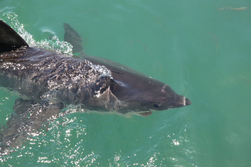 shark-cage-diving-gansbaai-south-africa