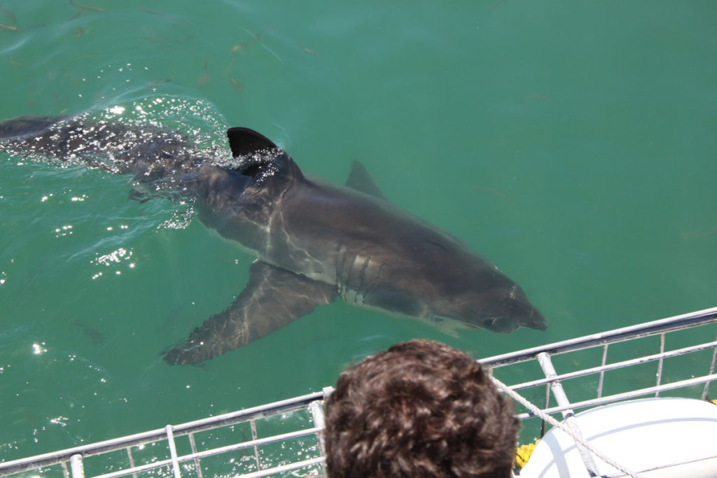 shark-cage-diving-gansbaai-south-africa