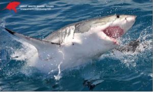 shark-cage-diving-gansbaai-south-africa