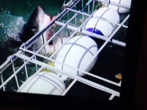 shark-cage-diving-gansbaai-south-africa