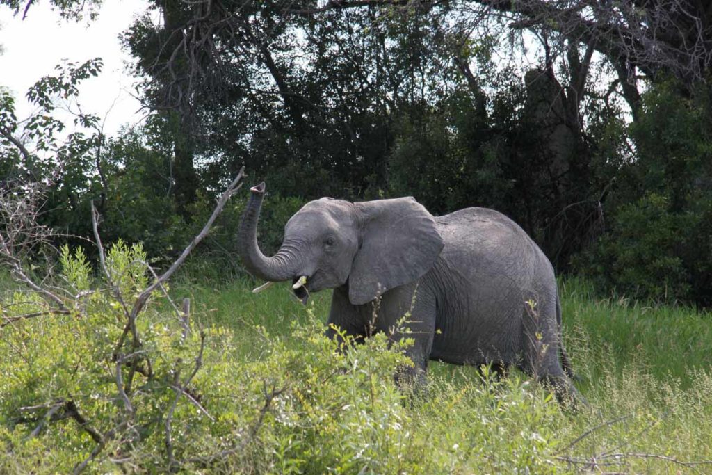 botswana-okavango-chitabe-safari-camp