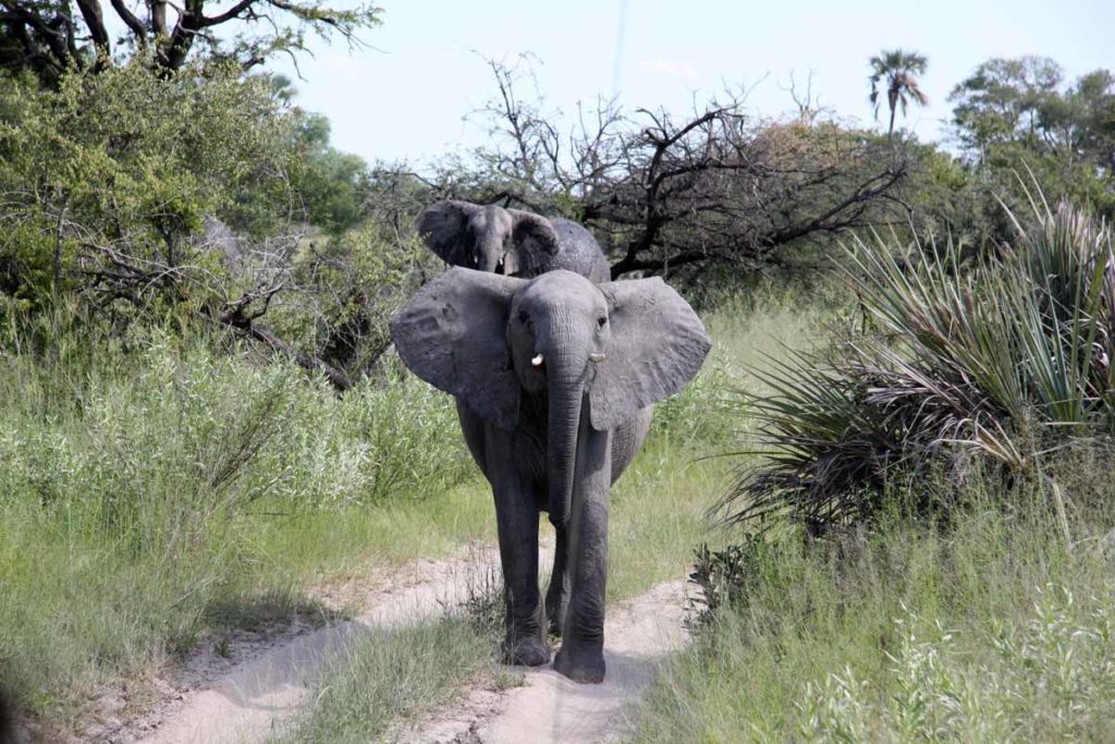 botswana-okavango-chitabe-safari-camp