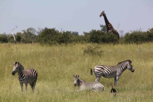 botswana-okavango-chitabe-safari-camp