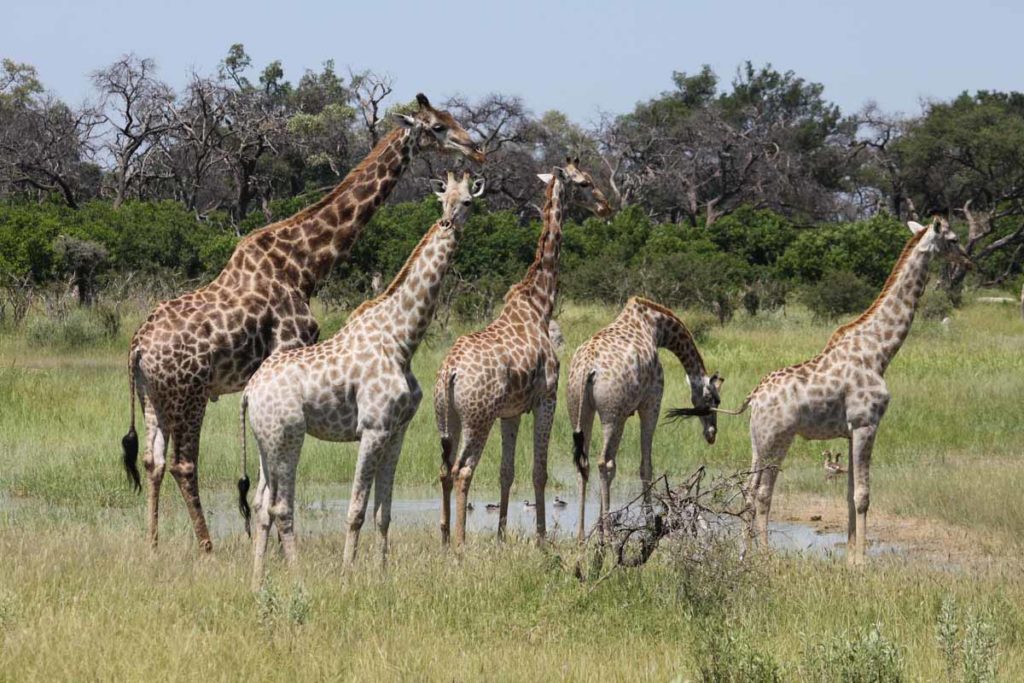 botswana-okavango-chitabe-safari-camp