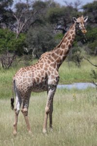 botswana-okavango-chitabe-safari-camp