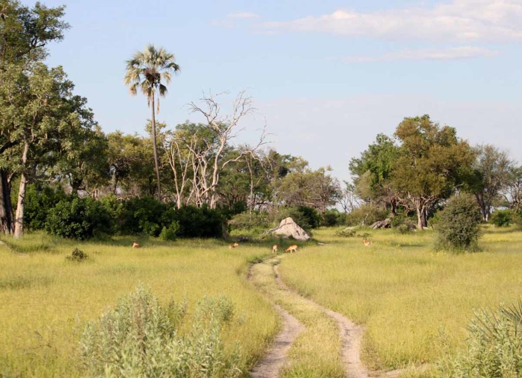 botswana-okavango-chitabe-safari-camp