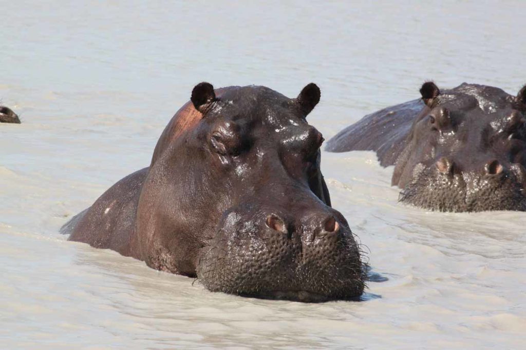 botswana-okavango-chitabe-safari-camp