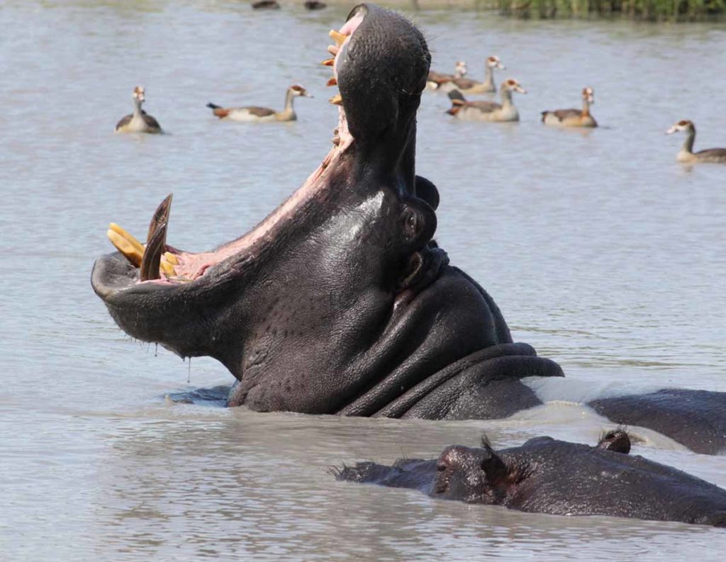 botswana-okavango-chitabe-safari-camp