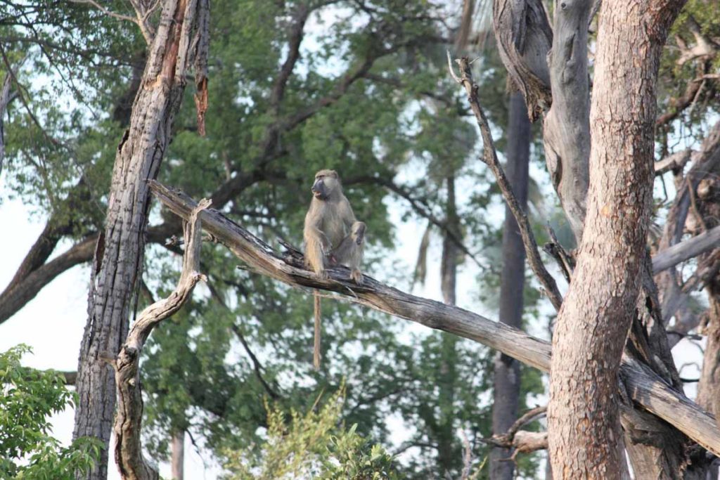 botswana-okavango-chitabe-safari-camp