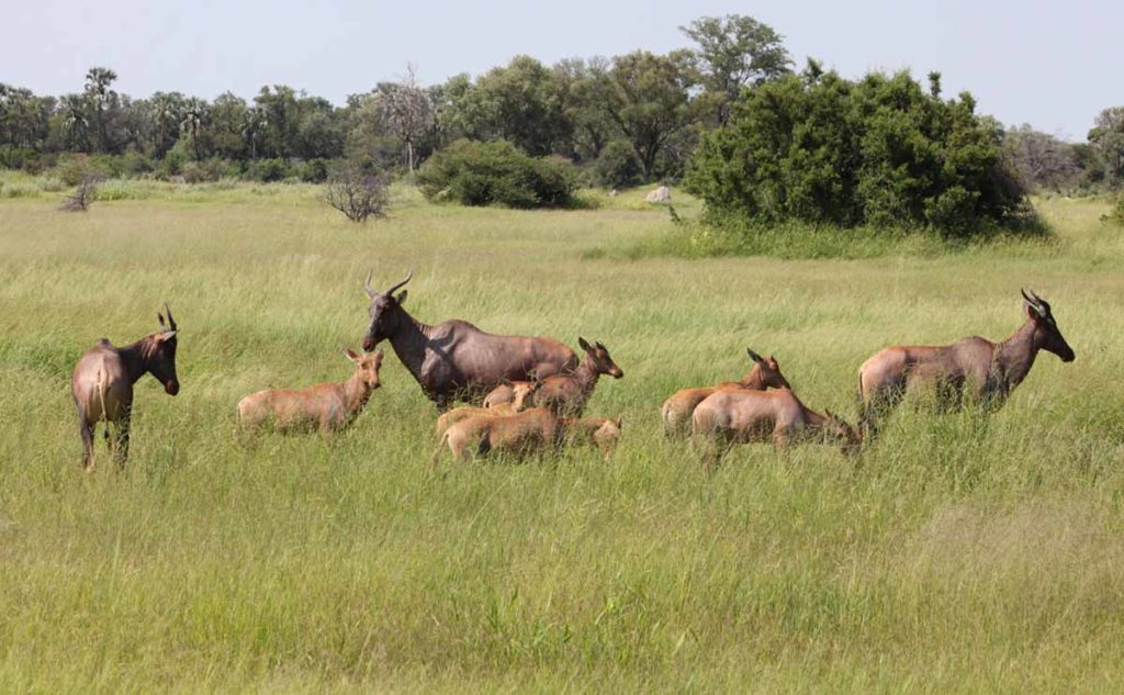 botswana-okavango-chitabe-safari-camp