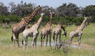 botswana-okavango-chitabe-safari-camp