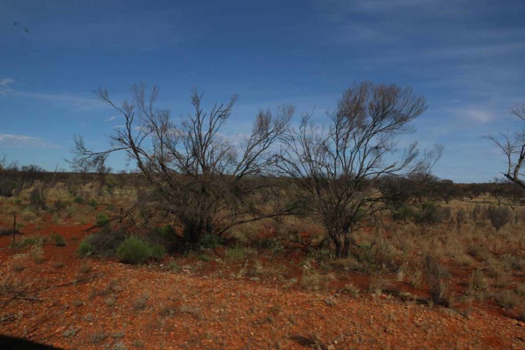 australia-the-ghan-train